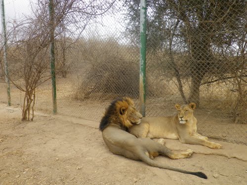 Un couple de lions du parc animalier de Ziniaré (Ph : panoramio.com)