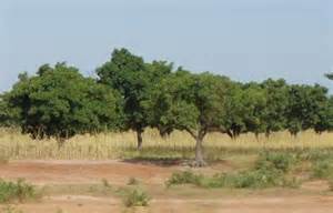Les arbres permettent de stopper l'avancer du désert en fixant les sols et en renforçant leur fertilité par l’absorption d'eau lors des fortes précipitations (Ph. d'illustration)