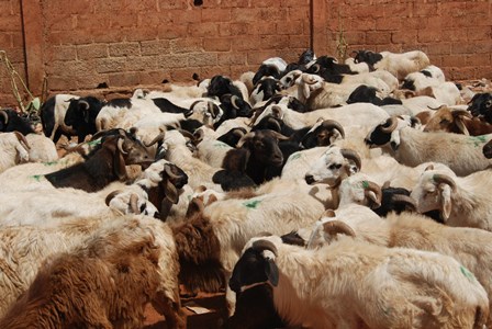 Un aperçu des moutons au flan de la gare de l'Est (Ph: B24)