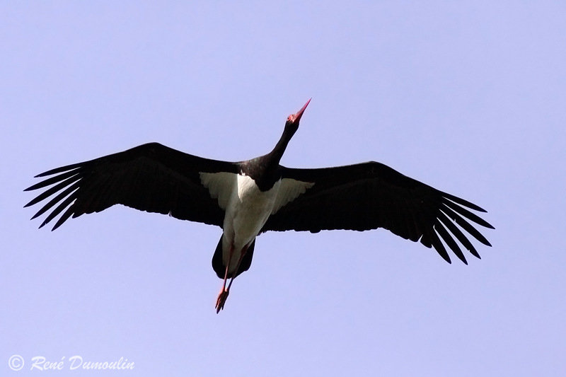 La cigogne noire, un oiseau migrateur (Ph : terresacree.org)