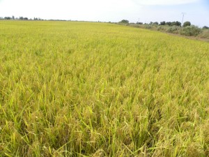La vallée du Sourou connait une grande production de riz.