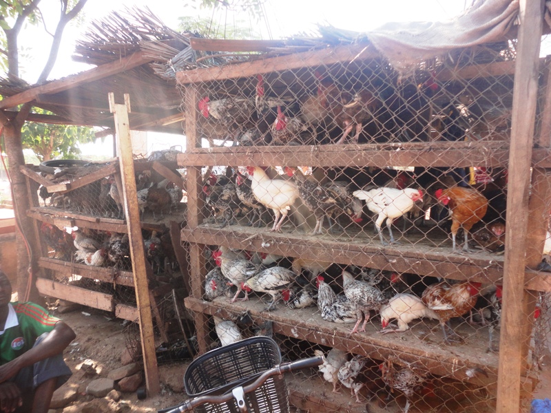 "Les sources d’approvisionnement de la volaille étant menacées par la faible production, nous envisageons promouvoir la production villageoise" (© Burkina 24)