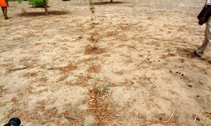 Un exemple de bonnes pratiques (Plantation d'épineux s'étalant sur 5 Km)  et de protection des gerbes du Mouhoun vers Dédougou.