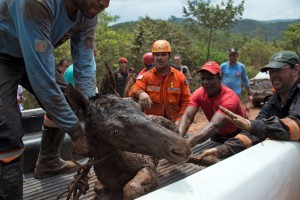 Des pompiers sauvent un poulain resté coincé dans la boue lors de la coulée, à Mariana, au Brésil. 