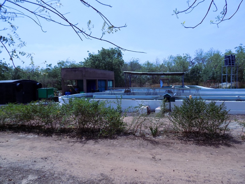 Aperçu de la Ferme Spiruline Nayalgué Annexe du Petit Séminaire de Koudougou.