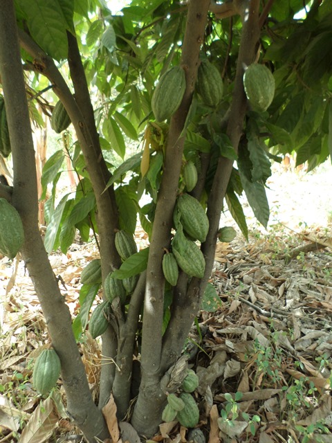 La culture du cacao au Burkina, c'est à Bagré.